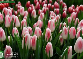 Tulipa Dutch Pearl (2)
